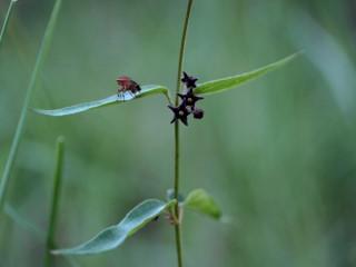 VTax2295.imgprincipal