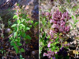 VTax2391.imgprincipal