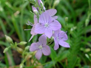 VTax2656.imgprincipal