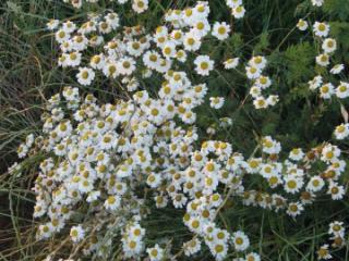 VTax3120.imgprincipal