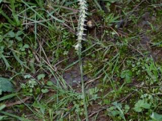 VTax4232.imgprincipal