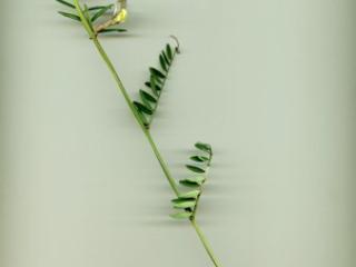 VTax644.imgprincipal