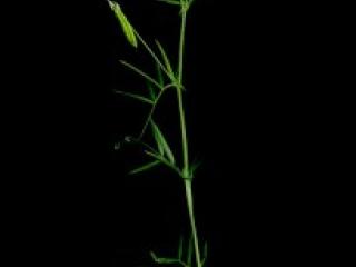 VTax658.imgprincipal