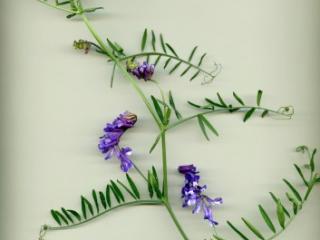 VTax667.imgprincipal