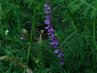 VTax670.imgprincipal