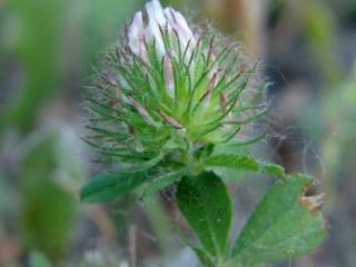 VTax797.imgprincipal