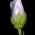 Img.VTax1345.ExN.Img7