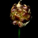 Img.VTax3570.ExN.Img7