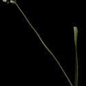 Img.VTax3577.ExN.Img8