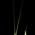 Img.VTax3991.ExN.Img3