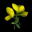 Img.VTax564.ExN.Img8