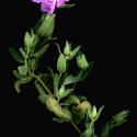 Img.VTax1226.ExN.Img7