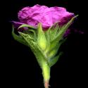 Img.VTax1227.ExN.Img3