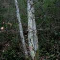 Img.VTax1648.ExN.Img6