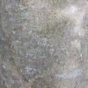 Img.VTax1696.ExN.Img1