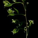 Img.VTax1696.ExN.Img7