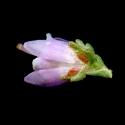 Img.VTax2153.ExN.Img10