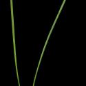 Img.VTax128.ExN.Img12