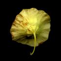 Img.VTax1479.ExN.Img8