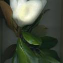 Img.VTax152.ExN.Img8