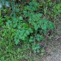 Img.VTax1581.ExN.Img5
