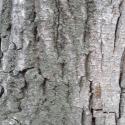 Img.VTax1665.ExN.Img7