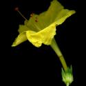 Img.VTax1849.ExN.Img7