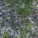 Img.VTax2037.ExN.Img2