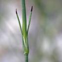 Img.VTax2037.ExN.Img4