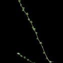 Img.VTax2096.ExN.Img9