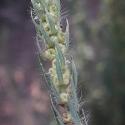 Img.VTax2099.ExN.Img4