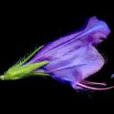 Img.VTax2344.ExN.Img17
