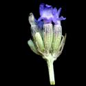Img.VTax2524.ExN.Img9