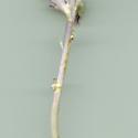Img.VTax2731.ExN.Img4
