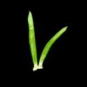 Img.VTax2829.ExN.Img3