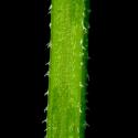 Img.VTax2843.ExN.Img11