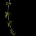 Img.VTax2854.ExN.Img8