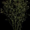 Img.VTax3010.ExN.Img4