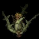 Img.VTax3287.ExN.Img9