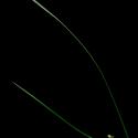 Img.VTax3730.ExN.Img9