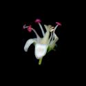 Img.VTax1268.ExN.Img7