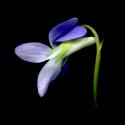 Img.VTax1299.ExN.Img12