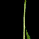 Img.VTax1299.ExN.Img9