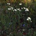 Img.VTax197.ExN.Img3