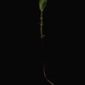 Img.VTax2192.ExN.Img8