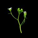 Img.VTax2199.ExN.Img6