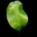 Img.VTax2199.ExN.Img7