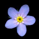 Img.VTax2362.ExN.Img12