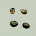 Img.VTax2390.ExN.Img11