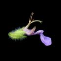 Img.VTax2394.ExN.Img7